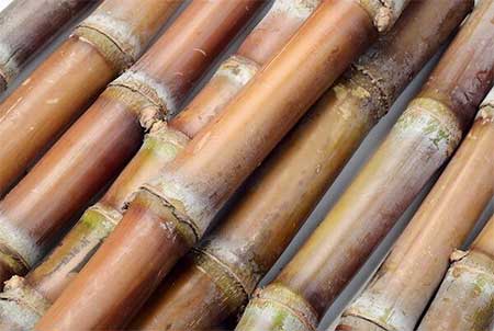 Sugar Cane Plant